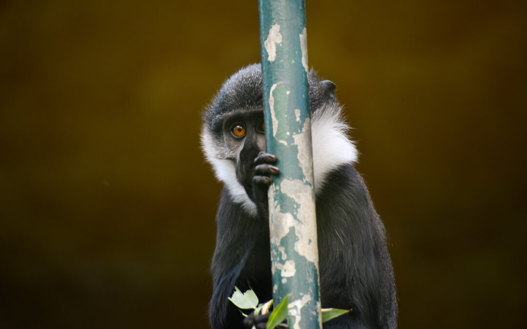 Zoos