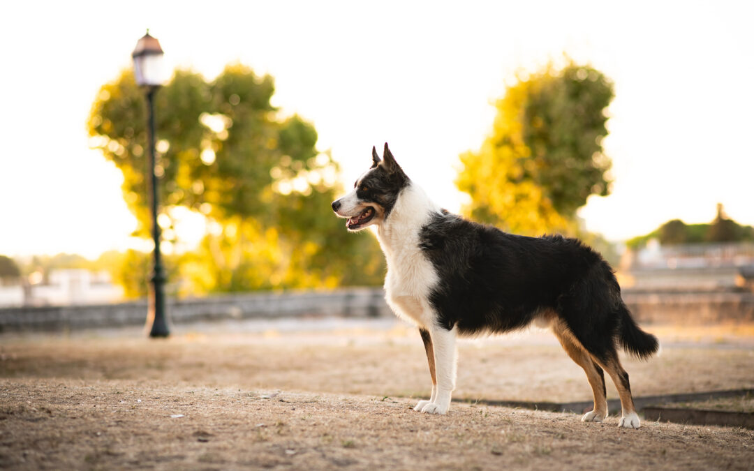 Shooting d&rsquo;Haku